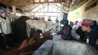 Bupati Banyuwangi Ipuk Fiestiandani melihat langsung pengoahan pupuk organik dari kotoran sapi di Desa Watukebo, Banyuwangi (Istimewa)