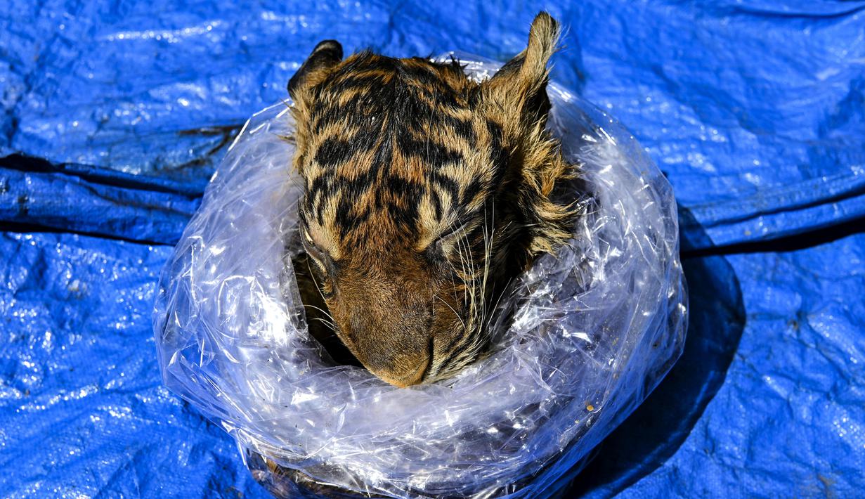 Kepala harimau sumatera sitaan saat dilakukan forensik terbatas oleh dokter hewan BKSDA Aceh dan mahasiswa kedokteran hewan di Banda Aceh, Aceh, Rabu (1/12/2021). Forensik terbatas dilakukan untuk mengetahui jenis kelamin, usia dan penyebab kematian. (CHAIDEER MAHYUDDIN/AFP)