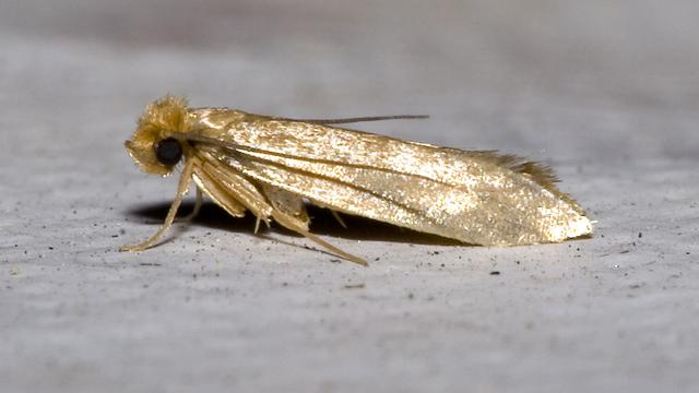 Tineola bisselliella