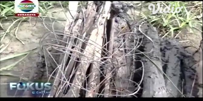 VIDEO: Jebakan Tikus Beraliran Listrik Tewaskan Seorang Nenek