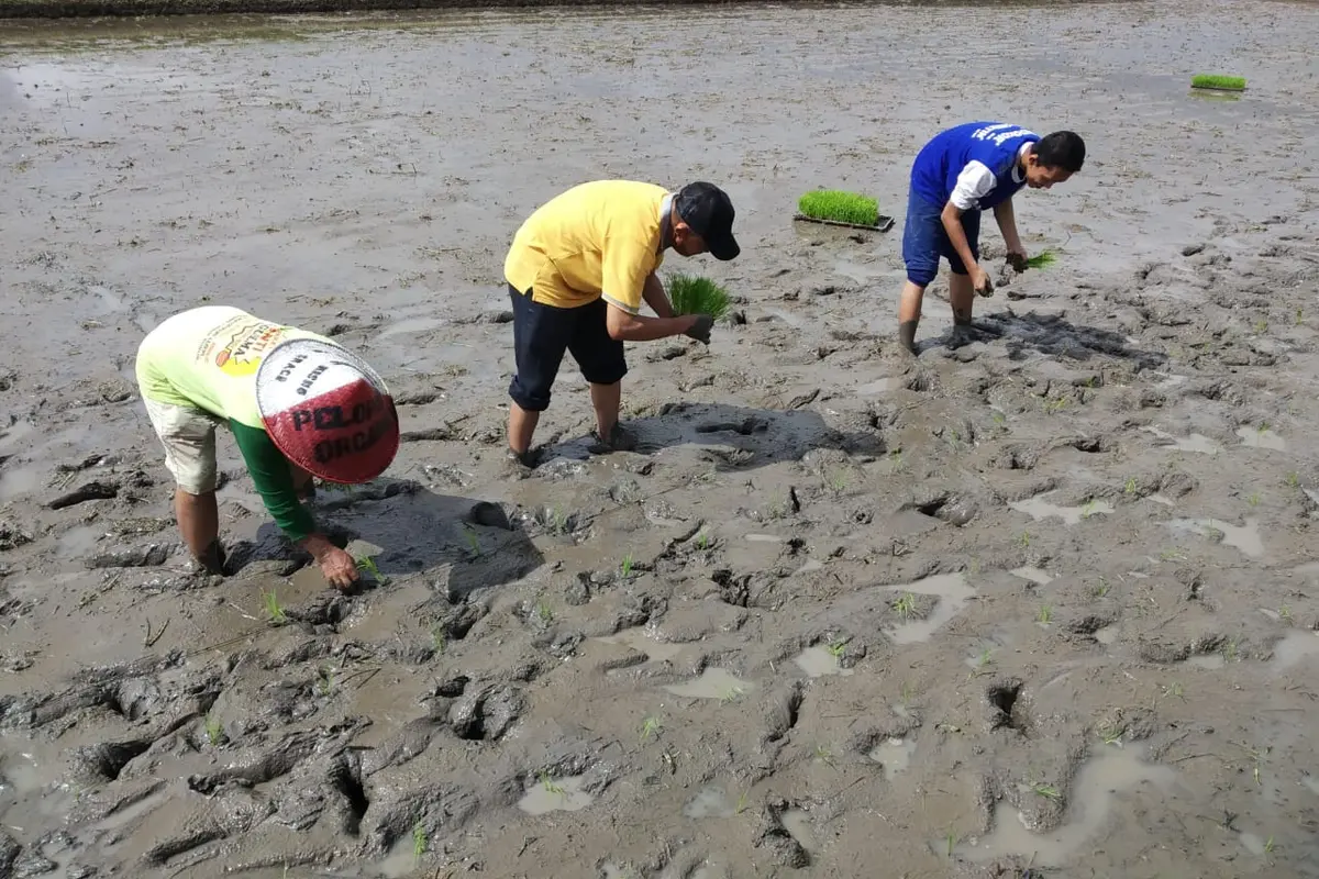 Strategi Kementan Hadapi Masalah Pangan dan Produksi Saat New Normal