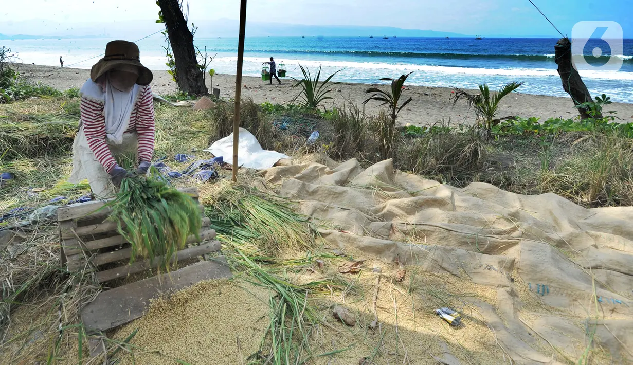 Petani melakukan panen padi jenis Ciherang di kawasan Pantai Sukawayana, Pelabuhan Ratu, Sukabumi, Minggu (1/12/2019). Musim kemarau yang menyebabkan pasokan beras berkurang di pasaran, menyebabkan harga gabah kering naik di tingkat petani. (merdeka.com/Arie Basuki)