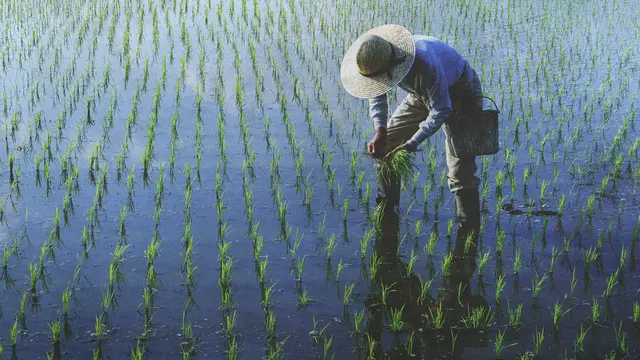 Ilustrasi lahan sawah