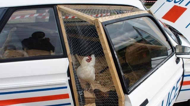 7 Potret Kandang Low Budget Ini Bikin Ngakak