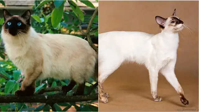 Kucing Balinese dan Javanese (Colorpoint Longhair)