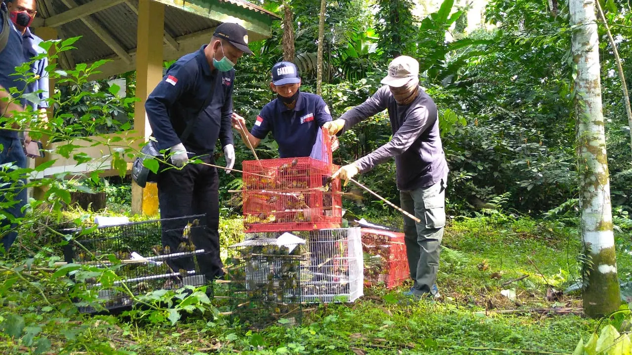 Pelepasliaran burung