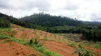 Pembukaan hutan untuk dijadikan kebun kelapa sawit di Desa Tumbang Batu Kecamatan Bukit Santuai Kabupaten Kotawaringin Timur Kalimantan Tengah belum lama ini. (Liputan6.com/ Roni Sahala)