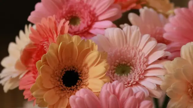 Gerbera Daisy/Photo by Regina Mansor on Unsplash