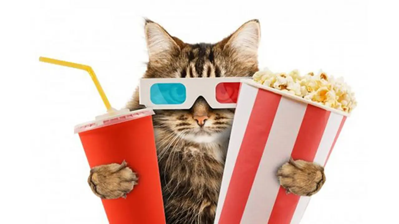 Pendanaan Proyek Bioskop Kucing di London