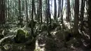 Hutan Kita-Yatsugatake yang diselubungi oleh berbagai jenis lumut di dekat kota Sakuho, Jepang, 9 Juni 2018. Kini sebuah hobi baru yaitu mengamati beraneka macam lumut selama berjam-jam tengah menjadi tren, terutama di Jepang. (BEHROUZ MEHRI/AFP)