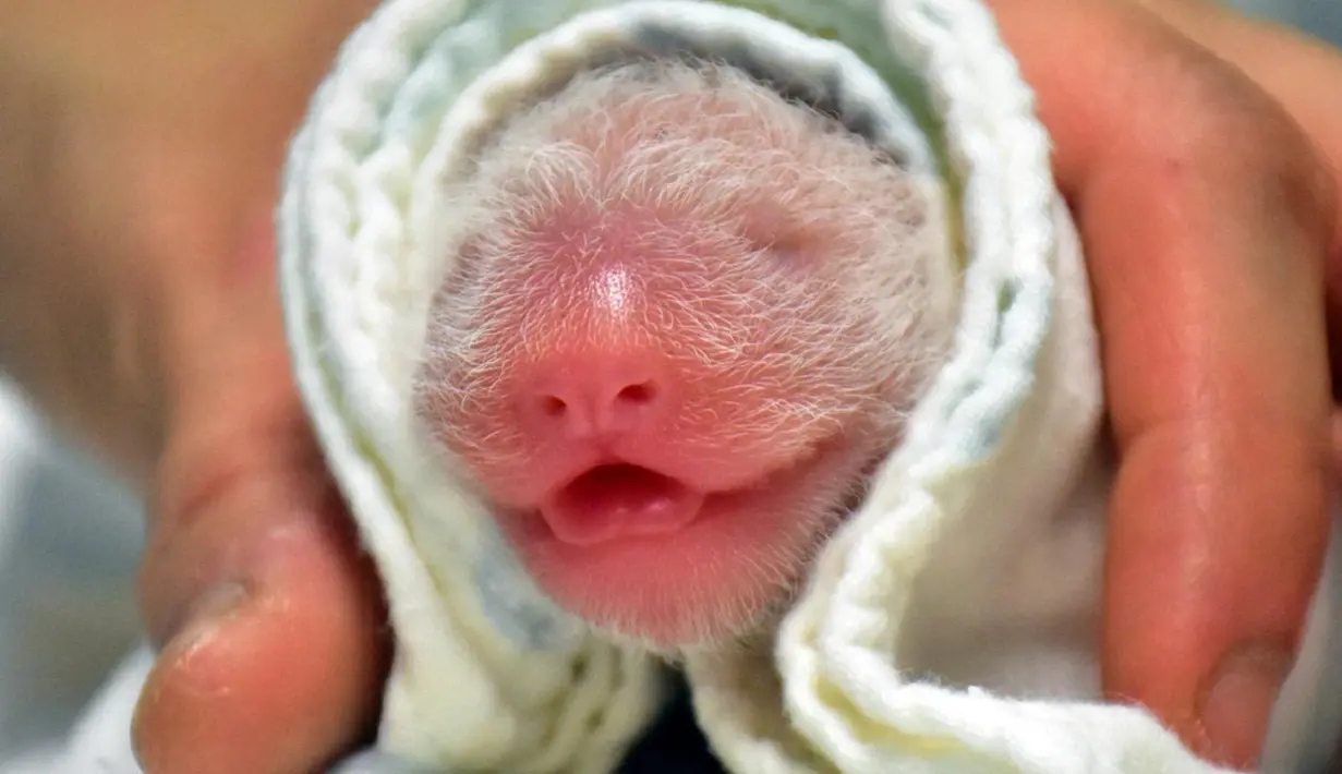 Seekor bayi panda raksasa yang baru dilahirkan oleh panda raksasa Yuan Yuan di Kebun Binatang Taipei di Taiwan, China pada 28 Juni 2020. Panda raksasa Yuan Yuan yang tiba di Taipei pada Desember 2008, memiliki anak pertamanya berjenis kelamin betina pada 6 Juli 2013. (Xinhua/Kebun Binatang Taipei)
