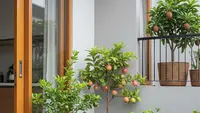 10 Pohon Buah dalam Pot yang Mudah Dirangsang Berbuah, Rahasia Tabulampot Subur