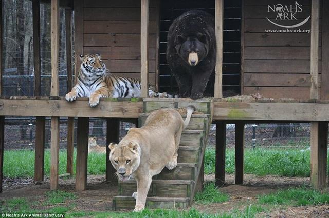 Baloo, Leo dan Shere | Photo: Copyright dailymail.co.uk