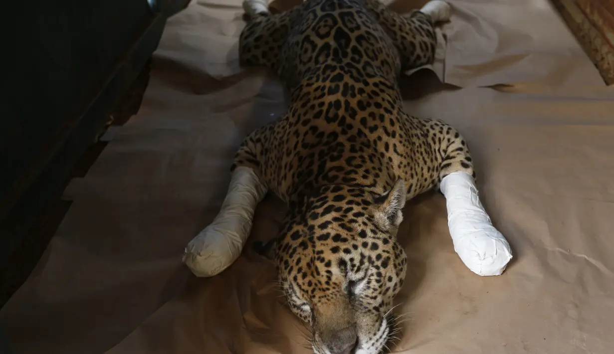 Kondisi seekor macan tutul yang terluka setelah mendapat perawatan di sebuah pusat perlindungan satwa di Negara Bagian Goias, Brasil (27/9/2020). Kebakaran hutan di lahan basah Pantanal terus meluas hingga mengancam kehidupan satwa liar dan lingkungan sekitar. (Xinhua/Lucio Tavora)