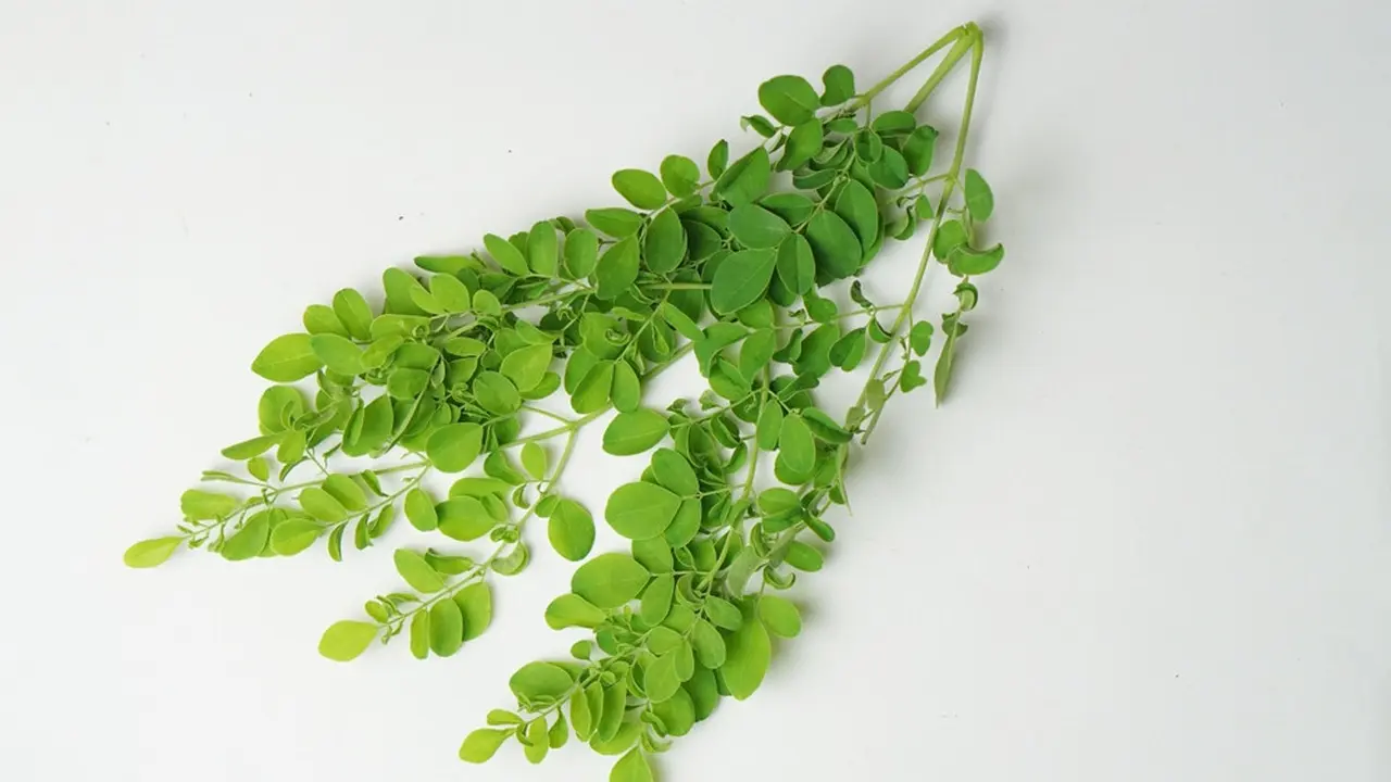 Daun kelor