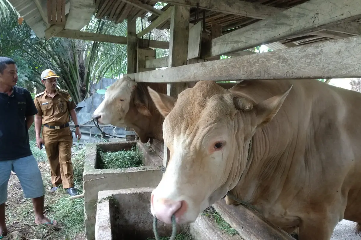 Upin, sapi kurban sumbangan Jokowi pada perayaan Idul Adha 1441 Hijriah di Kendari.(Liputan6.com/Ahmad Akbar Fua)