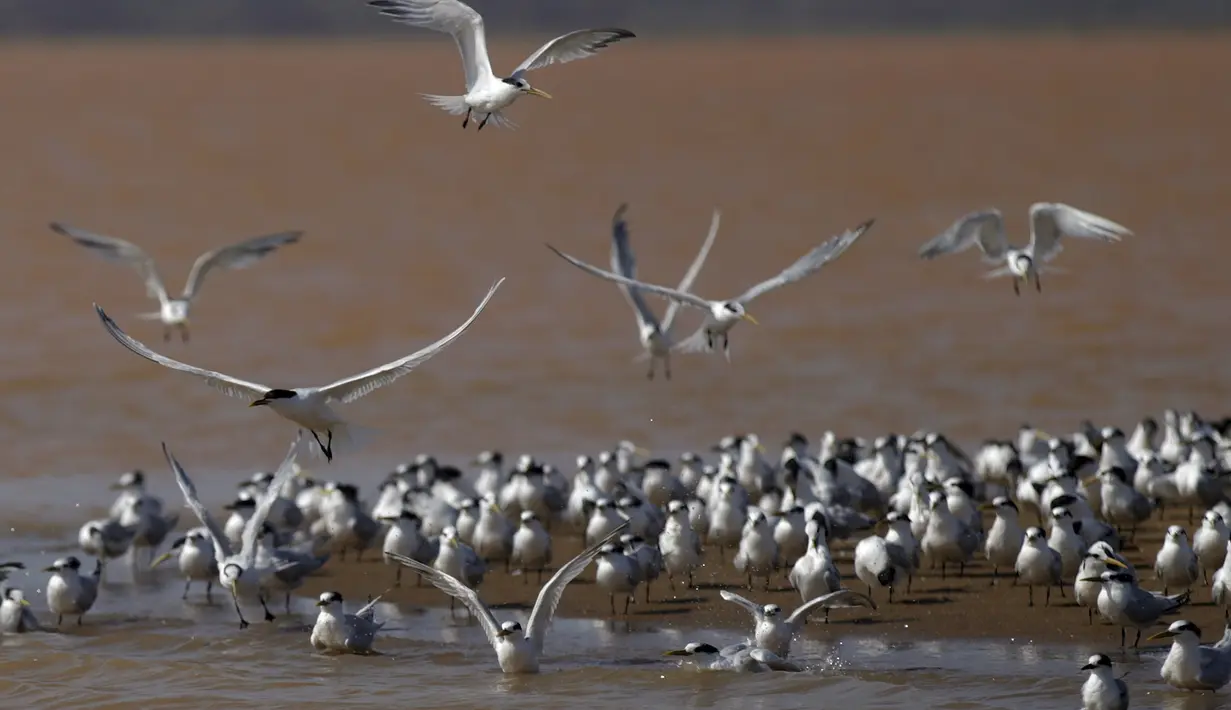 Kawanan burung memangsa ikan yang berada di permukaan laut Espirito Santo yang airnya berubah menjadi cokelat di Brasil (22/11). Laut yang berdekatan dengan Sungai Rio Doce berubah warna tercemar lumpur dari tambang yang jebol. (REUTERS/Ricardo Moraes)