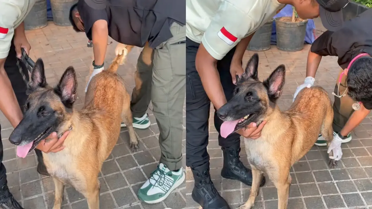 Kabar Terkini Anjing Dipukul Sekuriti Plaza Indonesia: Dokter Hewan Beberkan Kondisi Anjing Penjaga Plaza Indonesia Berusia 2 Tahun Bernama Fay Usai Dipukul Sekuriti (TikTok Plaza Indonesia)