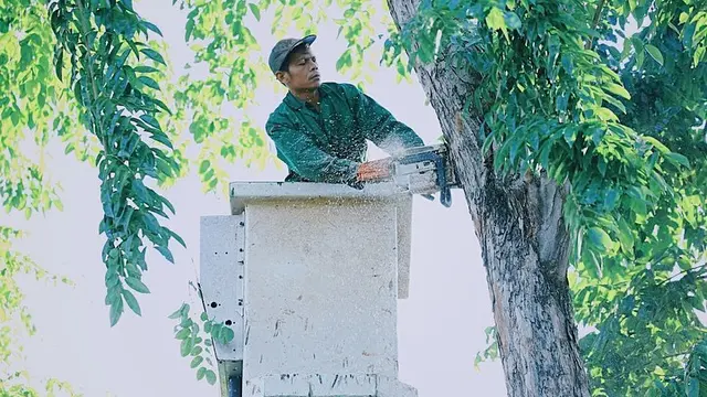 Potret Perantingan Pohon di Surabaya