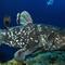 Ikan Coelacanth (marineprotectedareas.org.za)