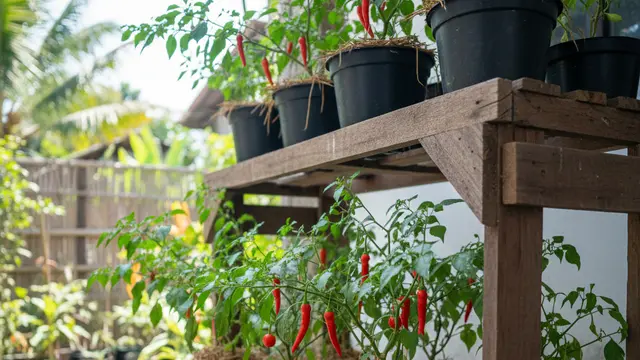 Ide Kebun Cabai di Teras Sederhana. Foto: AI