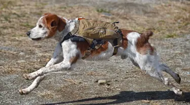 Foto ini diambil pada (14/2/2016) menunjukkan Gonta anjing penyelamat memakai ransel berisi live video feed dan GPS data saat pelatihan dalam mencari korban yang terkubur di bawah puing-puing di Fujimi, utara Tokyo. (AFP PHOTO/Bapak KAZUHIRO Nogi)