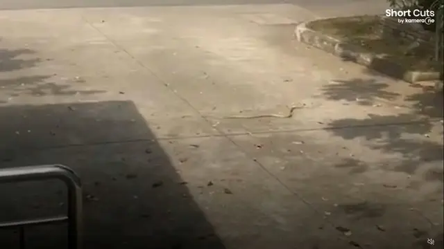 Ular bisa terbang
