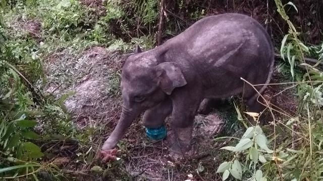 Anak gajah terjerat dengan kondisi kaki hampir putus sewaktu masih dirawat oleh BBKSDA Riau.