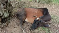 Di lokasi kejadian ditemukan seekor lembu dalam keadaan mati dan seekor lagi masih hidup, namun terluka parah.
