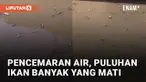 Puluhan ikan sapu-sapu mati dan mengapung di sepanjang sungai mengundang perhatian