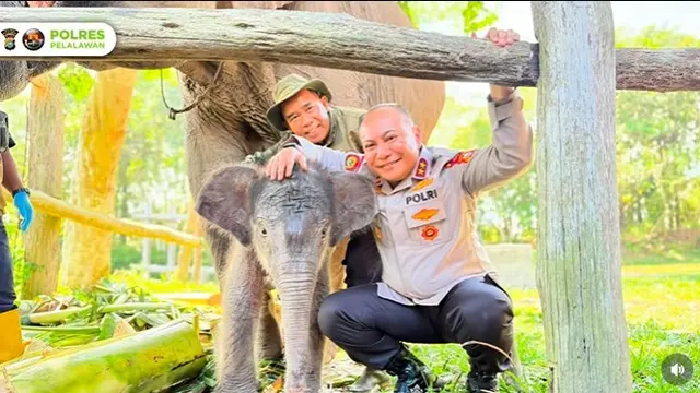 Kapolda Riau Irjen Herry Heryawan saat meninjau anak gajah yang baru lahir di Taman Nasional Tesso Nilo.