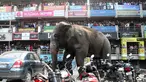 Seekor gajah liar dengan panah berisi obat penenang di sisi bagian belakangnya berkeliaran di Siliguri negara bagian Bengal Barat, India, Rabu (10/2). Gajah itu keluar dari habitatnya di hutan Baikunthapur dan masuk ke kota. (AFP PHOTO / Diptendu Dutta)