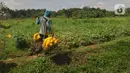 Petani membawa buah timun suri hasil panen di lahan garapan kawasan Sawangan, Depok, Minggu (3/4/2022). Timun suri yang biasa diolah menjadi minuman wajib untuk menemani berbuka puasa ini dijual dari harga Rp 9ribu - Rp 20ribu tergantung ukurannya. (merdeka.com/Arie Basuki)