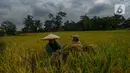Petani melakukan panen padi jenis Ciherang di Leuweung Kolot, Bogor, Jawa Barat, Rabu (31/1/2024). (merdeka.com/Arie Basuki)