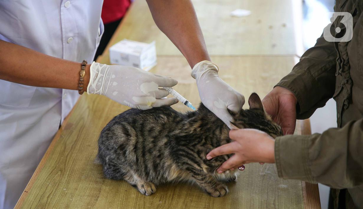  FOTO  Pemberian Vaksin Anti Rabies Gratis untuk Hewan  