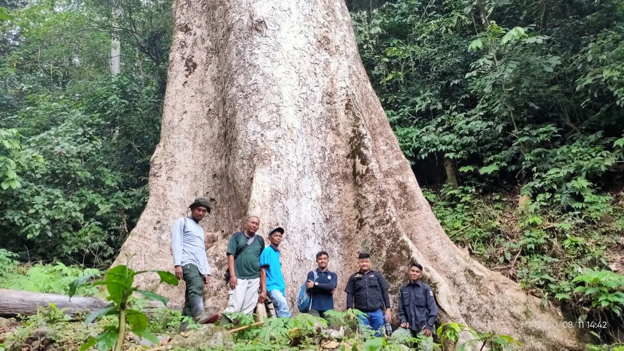 Sebuah pohon berukuran raksasa yang tumbuh di Kabupaten Agam, Sumatera Barat. (Liputan6.com/ BKSDA Sumbar)