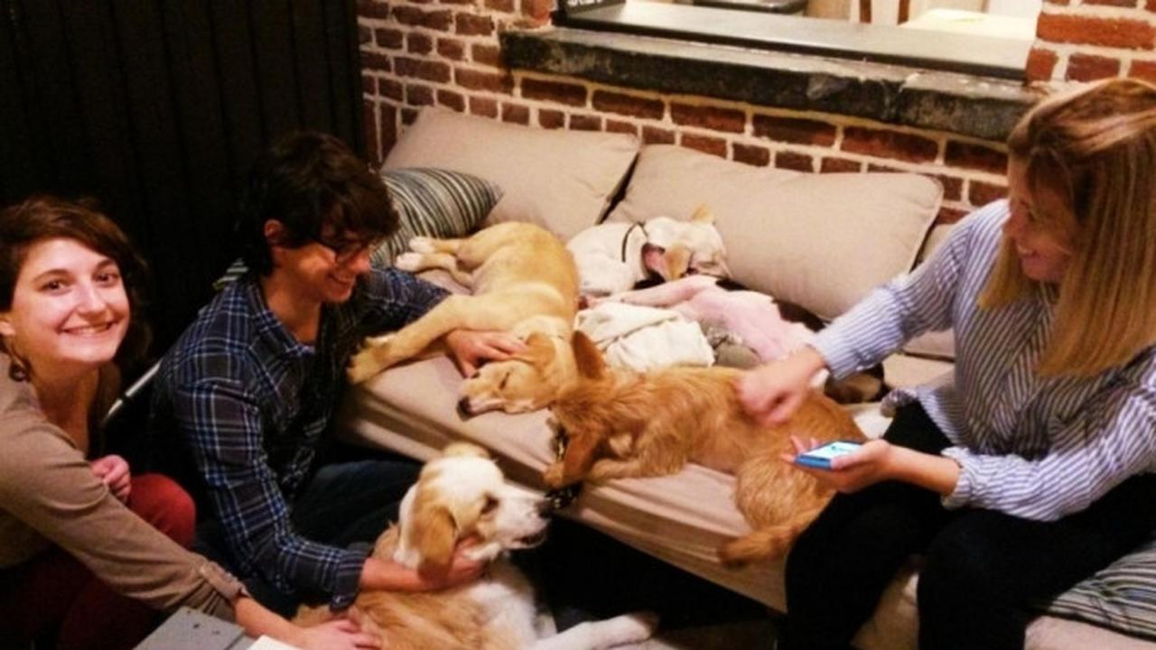 Kafe Unik Ini Ajak Penikmat Kopi Bermain Bersama Anjing 