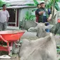 Pemantauan kondisi penyebaran PMK di Donggala oleh Petugas Dinas Pertanian dan Peternakan Sulteng. (Foto: UPT Veteriner Sulteng)