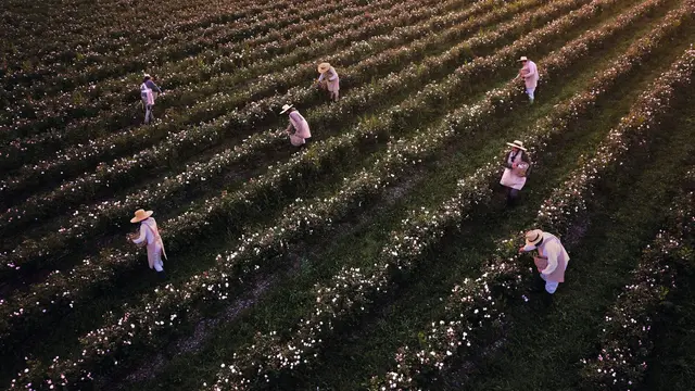 Mawar Ajaib Dior Prestige yang Jadi Kunci Kulit Sehat dan Awet Muda