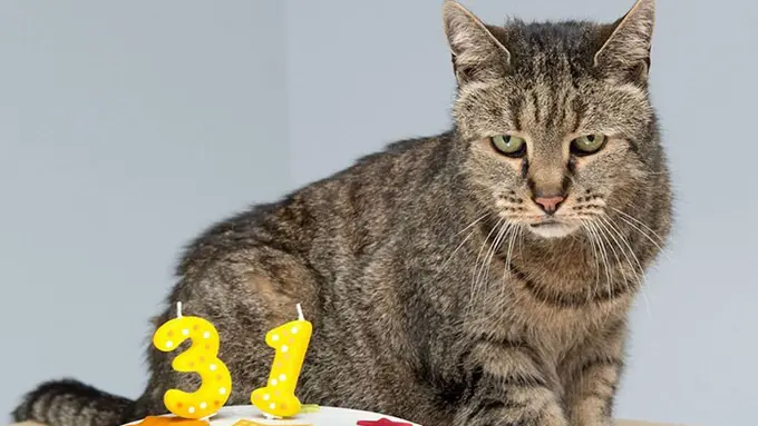 [Bintang] Kucing tertua