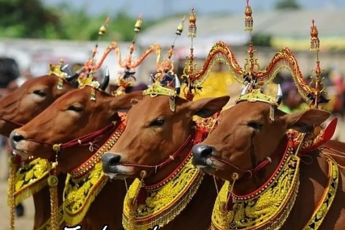 Manten Sapi