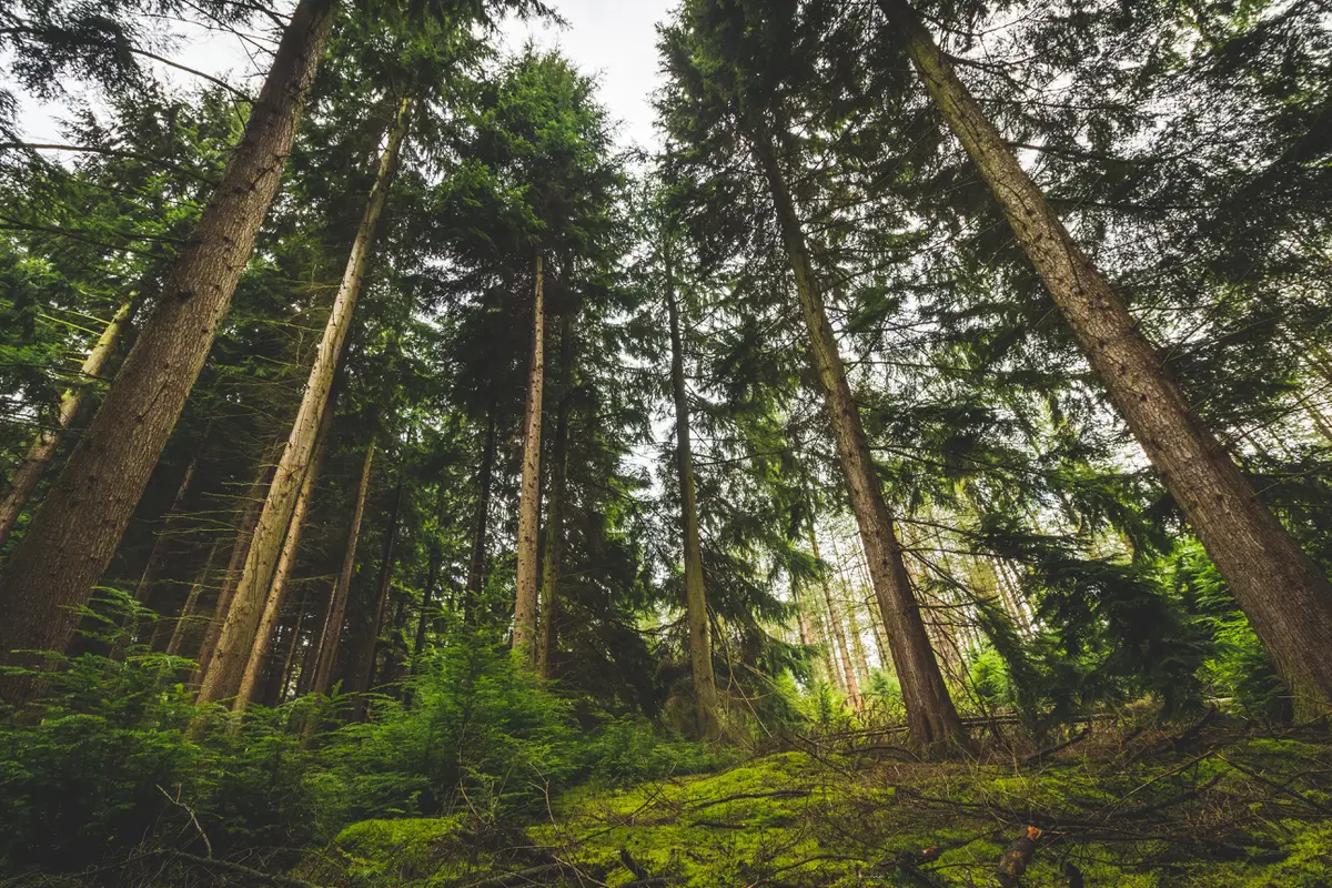 Hutan Pinus