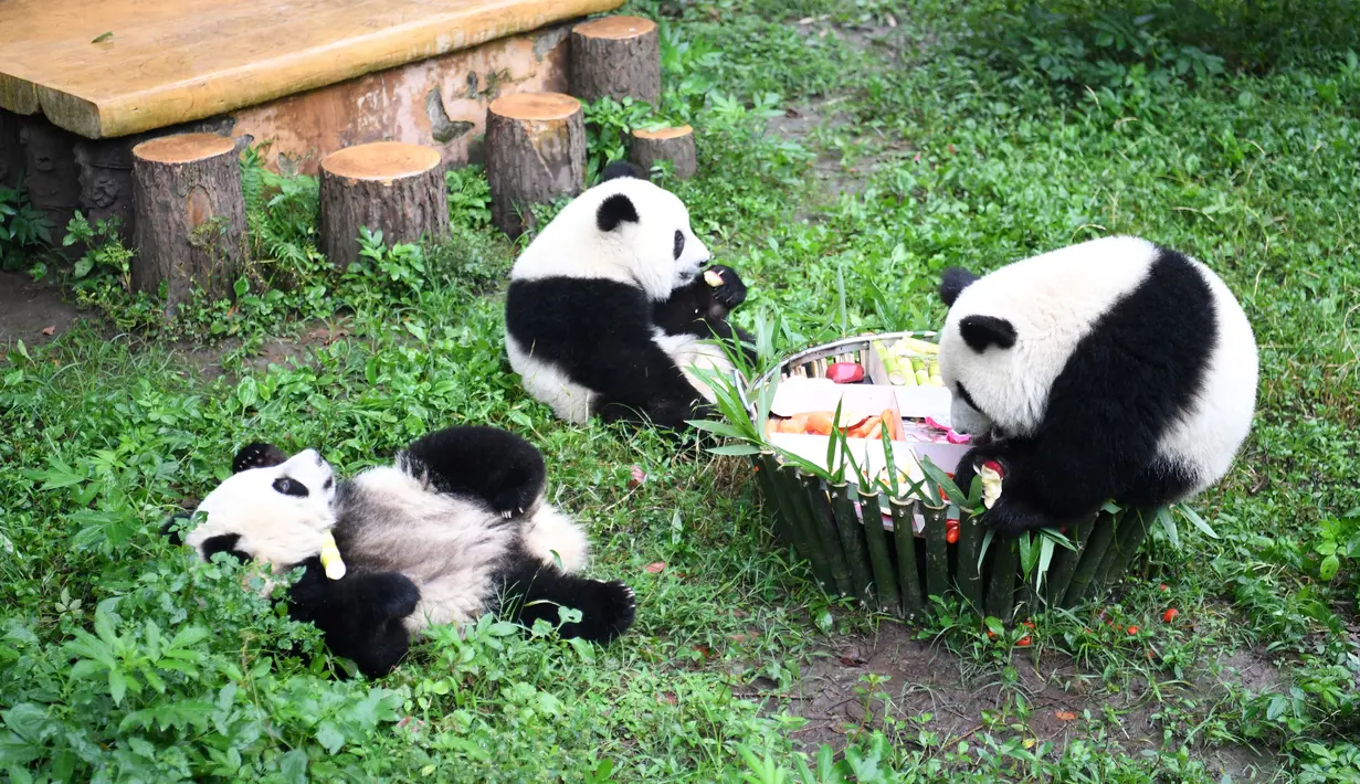Beberapa panda raksasa bermain di pesta ulang tahun mereka yang diadakan di Kebun Binatang Chongqing di Kota Chongqing, China barat daya (23/6/2020). (Xinhua/Tang Yi)