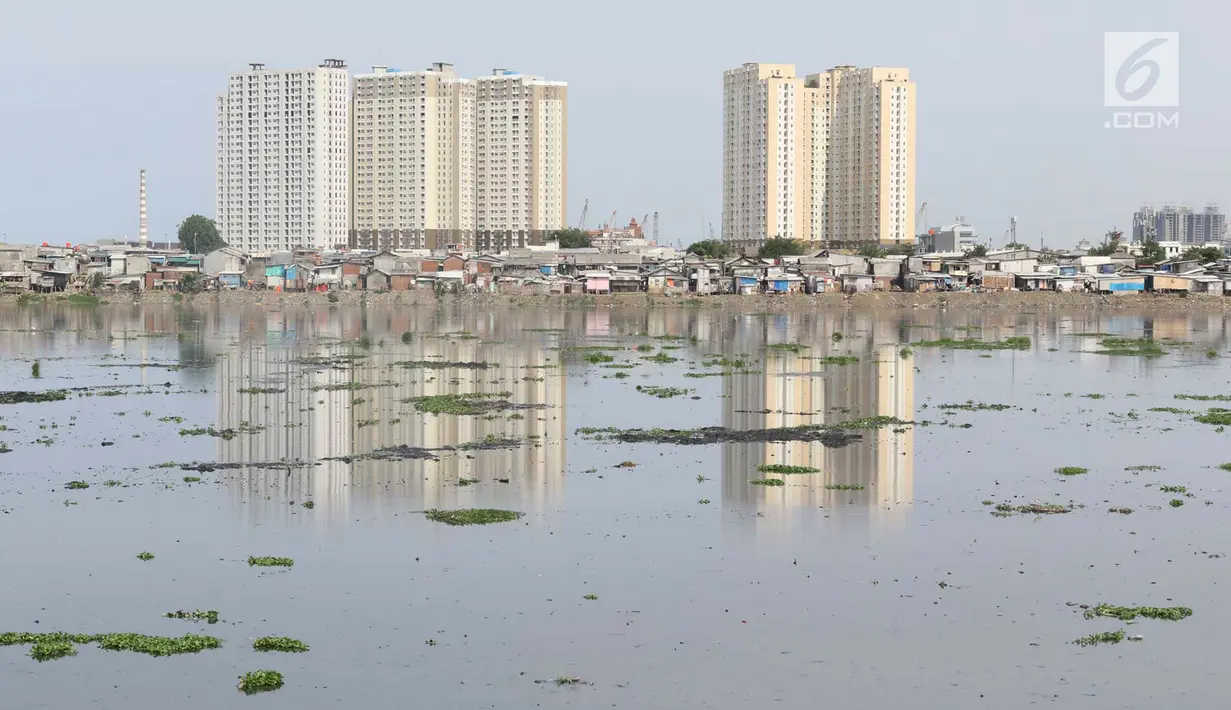 Tanaman eceng gondok tumbuh di sekitar Waduk Pluit, Jakarta, Senin (17/12). Kurangnya perhatian serta perawatan menyebabkan tanaman yang berpotensi menjadi hama tersebut kembali tumbuh dan berkembang di Waduk Pluit. (Liputan6.com/Immanuel Antonius)