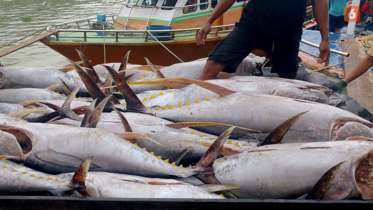 Tuna Hasil Tangkapan Tradisional Indonesia Jadi Primadona Pasar Premium Dunia