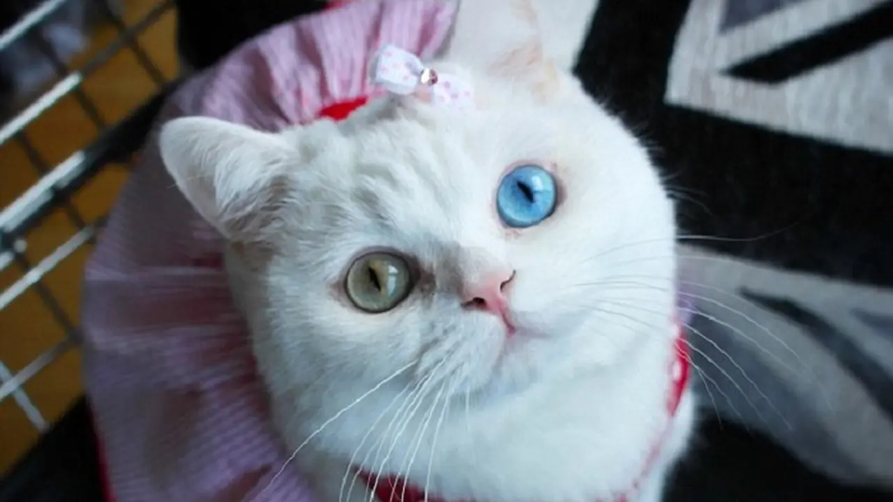 Starina Esperenza Silvaz, kucing dengan mata istimewa