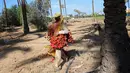 Pekerja Palestina membawa buah kurma setelah memanen dari pohonnya di perkebunan Al Zawayda, Jalur Gaza, Selasa (10/10). Hasil dari perkebunan ini digunakan memenuhi kebutuhan hidup warga di tengah perebutan wilayah perbatasan oleh Israel. (AP/Adel Hana)