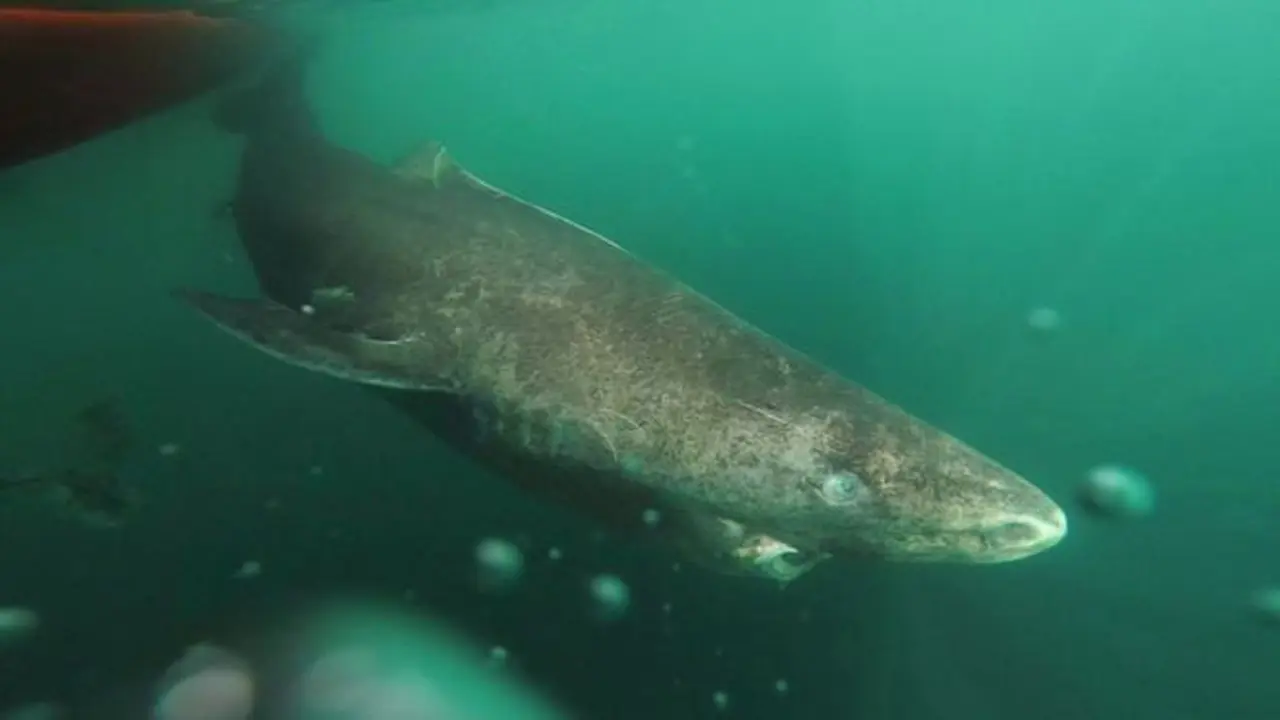 Hiu Greenland saat ini menjadi hewan vertebrata tertua di dunia