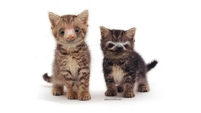 kucing editan