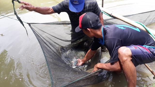 Budidaya ikan dalam sistem longyam, ikan jadi lebih cepat besar. (Foto: Liputan6.com/Muhamad Ridlo)